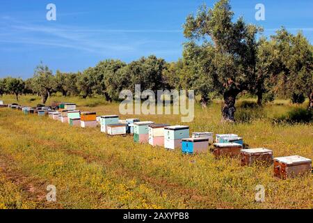 Hives with bees on a field in Attica, Greece Stock Photo