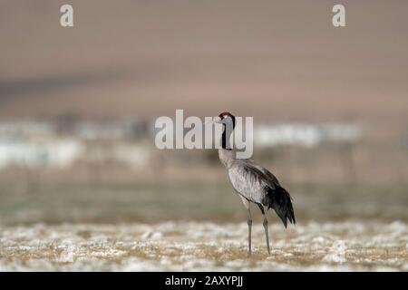 Black-necked Crane, Grus nigricollis, Ladakh, Jammu and Kashmir, India Stock Photo