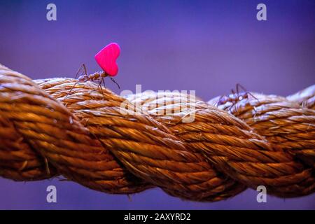 A leafcutter ant carries a miniature heart-shaped rose petal back to its nest at Bristol Zoo Gardens, where they use them to grow fungus as food. The rose petals, cut into small, manageable shapes decompose quickly and attract the ants, helping to increase nutrients for the fungus within their nest. Stock Photo