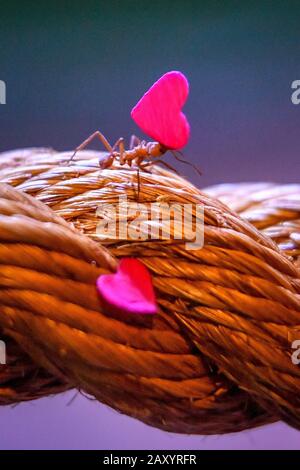 A leafcutter ant carries a miniature heart-shaped rose petal back to its nest at Bristol Zoo Gardens, where they use them to grow fungus as food. The rose petals, cut into small, manageable shapes decompose quickly and attract the ants, helping to increase nutrients for the fungus within their nest. Stock Photo