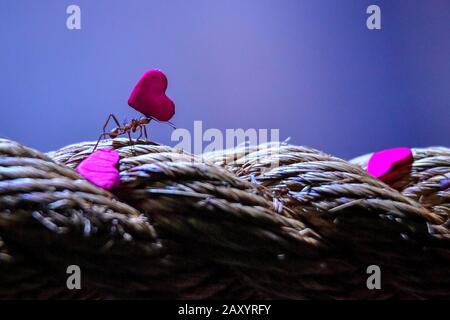 A leafcutter ant carries a miniature heart-shaped rose petal back to its nest at Bristol Zoo Gardens, where they use them to grow fungus as food. The rose petals, cut into small, manageable shapes decompose quickly and attract the ants, helping to increase nutrients for the fungus within their nest. Stock Photo