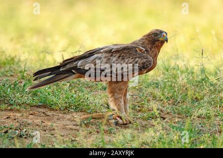 Booted eagle Dark Morph, Hieraaetus pennatus, also classified as Aquila pennata, Desert National Park, Rajasthan, India Stock Photo