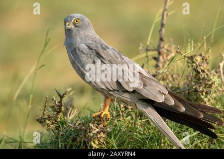 Montagu's harrier, Circus pygargus, male, Desert National Park, Rajasthan, India Stock Photo