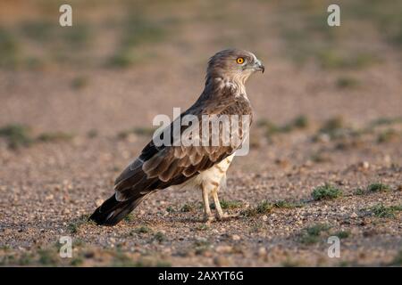 Short-toed snake eagle, Circaetus gallicus, Desert National Park, Rajasthan, India Stock Photo