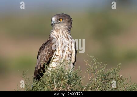 Short-toed snake eagle, Circaetus gallicus, Desert National Park, Rajasthan, India Stock Photo
