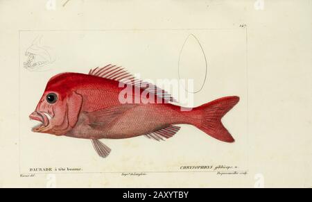 Chrysophrys from Histoire naturelle des poissons (Natural History of Fish) is a 22-volume treatment of ichthyology published in 1828-1849 by the French savant Georges Cuvier (1769-1832) and his student and successor Achille Valenciennes (1794-1865). Stock Photo