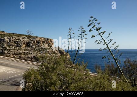 Big agave flowers in front of the rocky coast in Malta Stock Photo