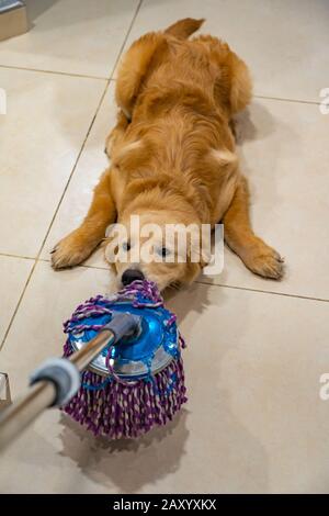 Naughty golden dog playing with the floor wiper  Stock Photo