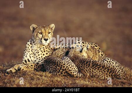 Gepard, Cheetah with cubs, Acinoynx jubatus, Masai Mara, Kenia, Afrika