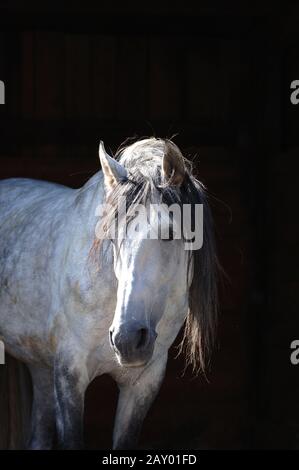 pure raza espanola, pre, Andalusier, Andalusian Horse, Andalusierhengst, Stallion, evil, Hengst Stock Photo