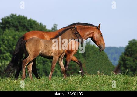 pure raza espanola, pre, Andalusier, Andalusian Horse, Andalusierstute, sea, female, Stute Stock Photo