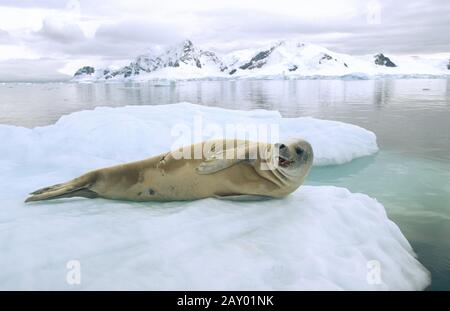Krabbenfresserrobbe, Lobodon carcinophagus, Crab-eater Seal, Antarctic peninsula, Antarktis Stock Photo