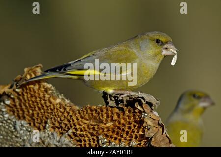 Greenfinch male, Carduelis chloris, Greenfinch male sitting on spruce branch Greenfinch finches finches Ostalbkreis Baden-Wuerte Stock Photo