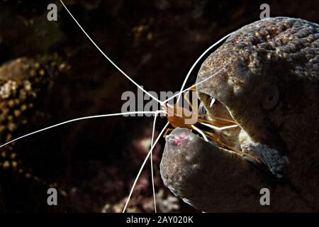 Giant Moray, Gymnothorax Javanicus Stock Photo