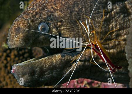 Giant Moray, Gymnothorax Javanicus Stock Photo