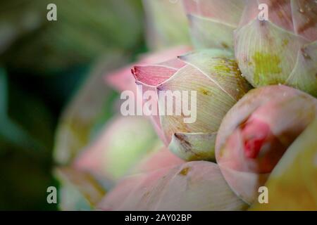 close up of bunch of lotus flower’s bud Stock Photo