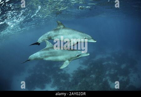 Rotmeer Tuemmler, Delfine, Indian Ocean, Indo Pacific Bottelnose Dolphin, Tursiops aduncus