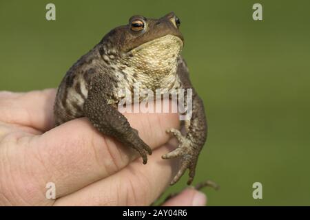Erdkroete, in der Hand haltend, Bufo bufo, European Common Toad, in hand