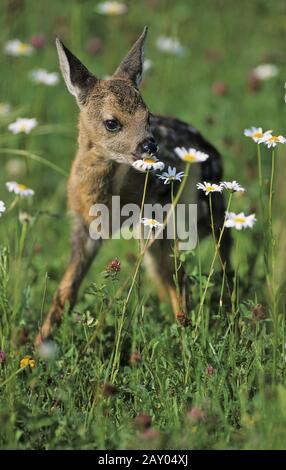 Reh auf Blumenwiese, Capreolus capreolus, roe deer on flower meadow Stock Photo