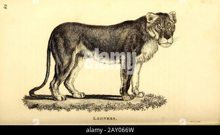 Lioness from General zoology, or, Systematic natural history Part I, by Shaw, George, 1751-1813; Stephens, James Francis, 1792-1853; Heath, Charles, 1785-1848, engraver; Griffith, Mrs., engraver; Chappelow. Copperplate Printed in London in 1800. Probably the artists never saw a live specimen Stock Photo