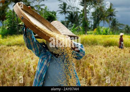 Worker harvesting rice in rice field Stock Photo