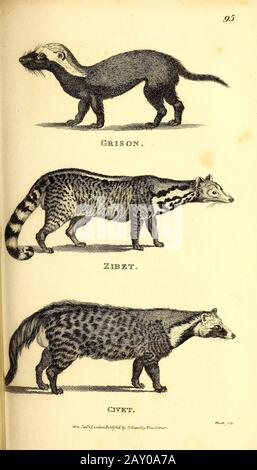 Civet, Zibet and grison from General zoology, or, Systematic