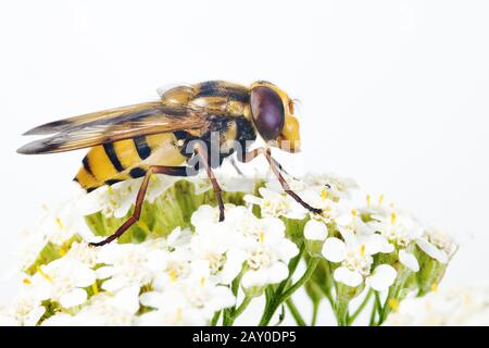 Banded Forest Hoverfly (Volucella inanis) - Hoverfly (Volucella inanis) Stock Photo