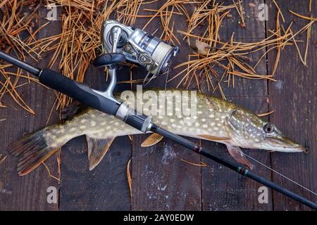 Freshwater Northern pike fish know as Esox Lucius and fishing rod with reel lying on vintage wooden background with yellow leaves at autumn time. Fish Stock Photo