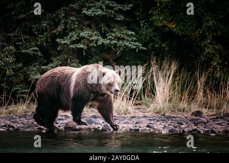 Grizzly bear hunting for fish, Chilko Lake, British Columbia, Canada Stock Photo