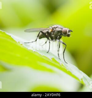 Gemeine Stubenfliege (Musca domestica) - housefly (Musca domestica) Stock Photo