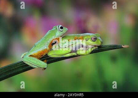 Two Flying frogs siting on a leaf, Indonesia Stock Photo
