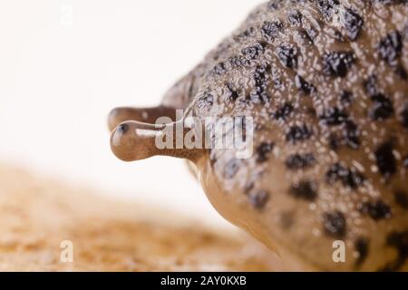 Big snow (Limax maximus) - Leopard Slug (Limax maximus) Stock Photo