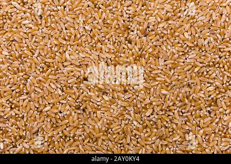 durum wheat (Triticum durum) - durum weat (Triticum durum) Stock Photo