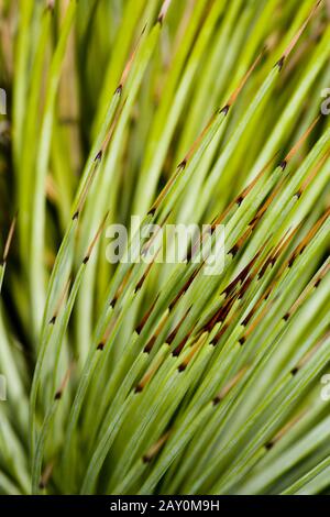 Agave (Agavaceae) (Agave stricta) - Agave (Agavaceae) (Agave stricta) Stock Photo