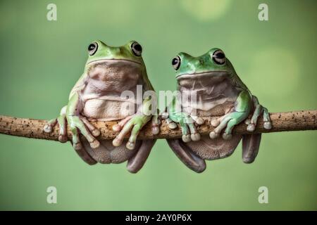 Two dumpy tree frogs sitting on a branch, Indonesia Stock Photo