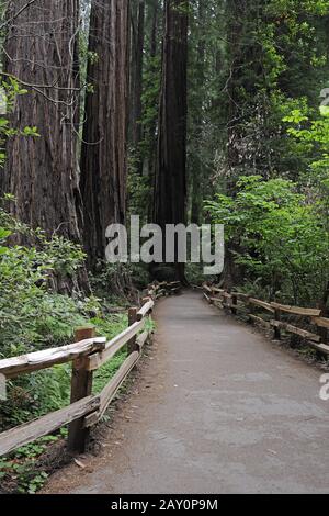 Hiking trails in Muir Woods National Park, California, USA Stock Photo