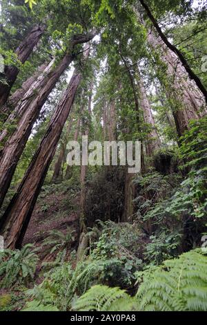 Vegetation and coastal sequoias, redwoods, Sequoia sempervire Stock Photo