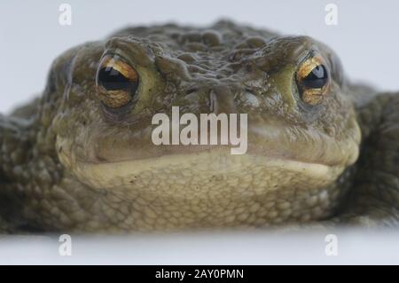 Erdkroete,  Dedtail, Bufo bufo,  Common Toad, Studio
