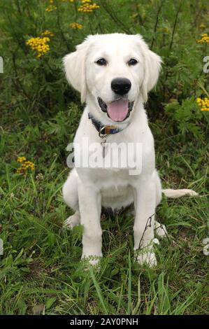 Golden Retriever, Welpe, Golden Retriever, puppy Stock Photo