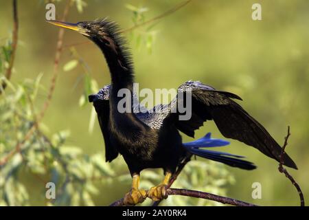 Amerikanischer Schlangenhalsvogel - Anhinga anhinga - American Darter Stock Photo