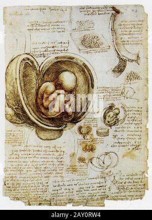 leonardo-da-vinci-embryo-in-