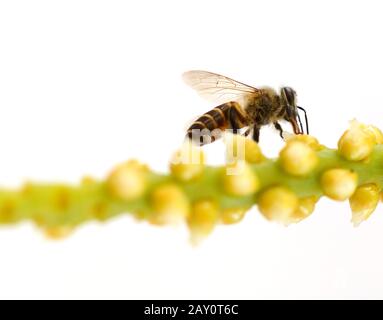 Bumble bee with its head buried in a dandelion flower, covered in pollen, against a white background. Stock Photo