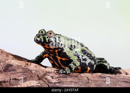 Fire-bellied toad on a wooden log, Indonesia Stock Photo