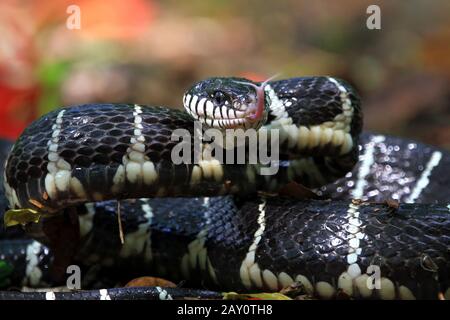 Portrait of a Boiga snake ready to strike, Indonesia Stock Photo