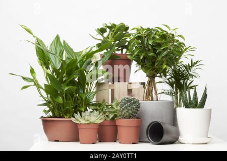 Green houseplants, cacti in pots on empty clean background in studio Stock Photo