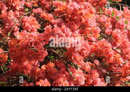Many large red flowers on a tree branch close. Flower background Stock Photo