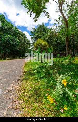 Tropical Plants And Trees In Berg En Dal Suriname Stock Photo