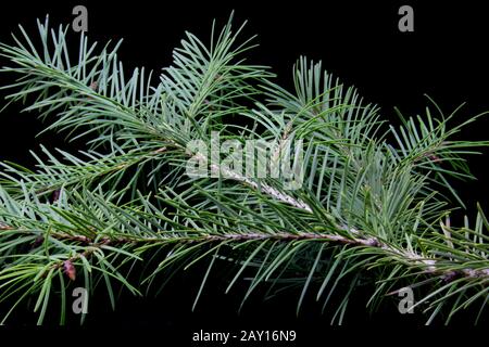 Tree branch on a black background. New Year 2020 greeting card. Stock Photo