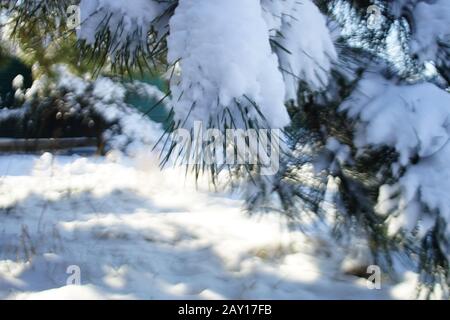 Pine branches covered with snow in sunny forest. Blurred. Stock Photo