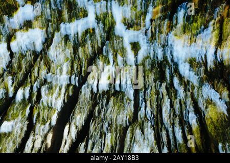 Blurred motion abstract of forest canopy,Tamales Bay State Park, Point Reyes National Seashore, California Stock Photo